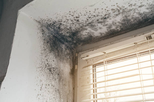 Affordable Mold Removal solutions in Allen, TX