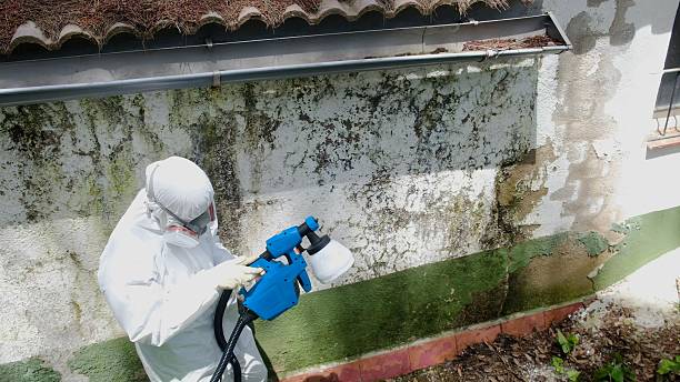 Top rated local Mold Removal specialists in Allen, TX